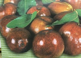 eetbare-tuin-edible-garden-ziziphus-jujuba-chinese (3)
